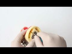 แบบจำลองฟันสำหรับการศึกษาทางทันตกรรม แบบจำลองฟัน 28 ชิ้น พร้อมสกรู แบบจำลองขากรรไกรสำหรับการบูรณะทางทันตกรรม สำหรับคุณ