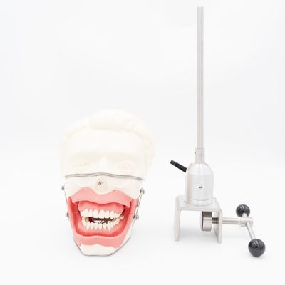 รูปแบบการฝึกอบรมการวางยาเสพติดทางปาก การจําลองคันยางที่จริงสําหรับการฉีด การฝึกฝนการนําฟัน รูปแบบการวางยาเสพติด