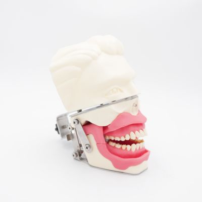 รูปแบบการฝึกอบรมการวางยาเสพติดทางปาก การจําลองคันยางที่จริงสําหรับการฉีด การฝึกฝนการนําฟัน รูปแบบการวางยาเสพติด