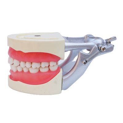 Standard Model Teeth Practice Dental Student Acrylic Resin Dental Typodonts With DP Articulator